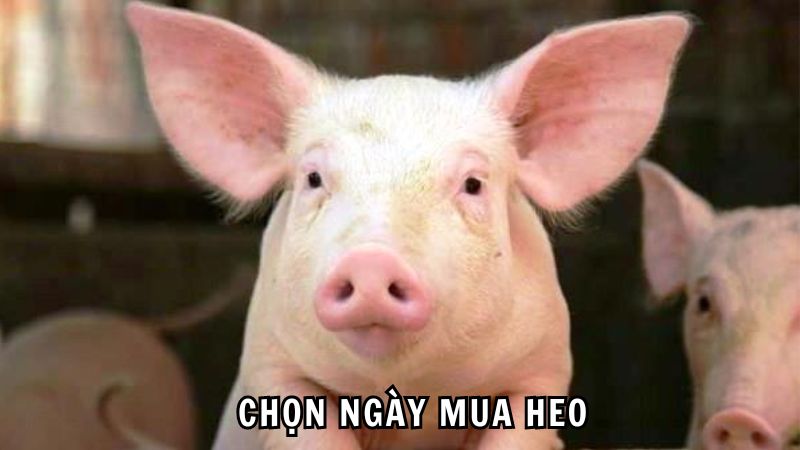 CHỌN NGÀY MUA HEO