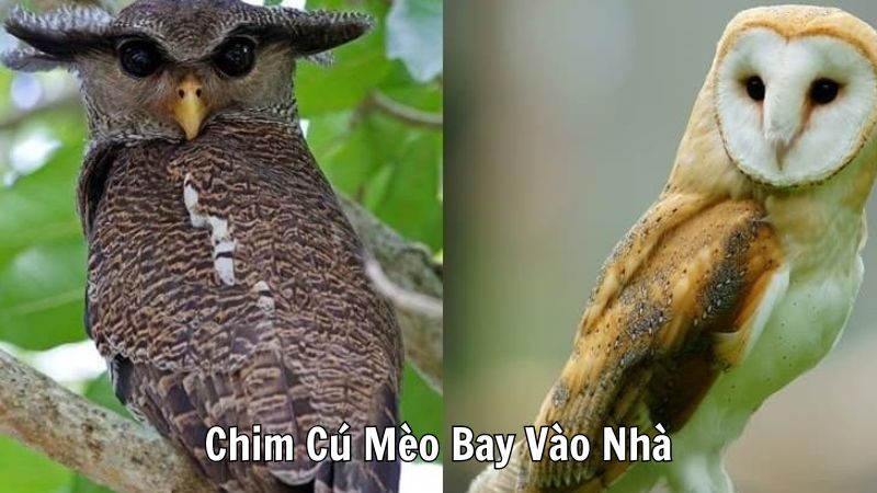 Chim Cú Mèo Bay Vào Nhà