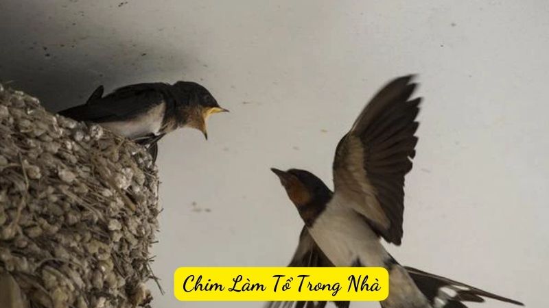 Chim Làm Tổ Trong Nhà