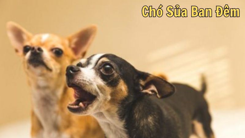 Chó Sủa Ban Đêm